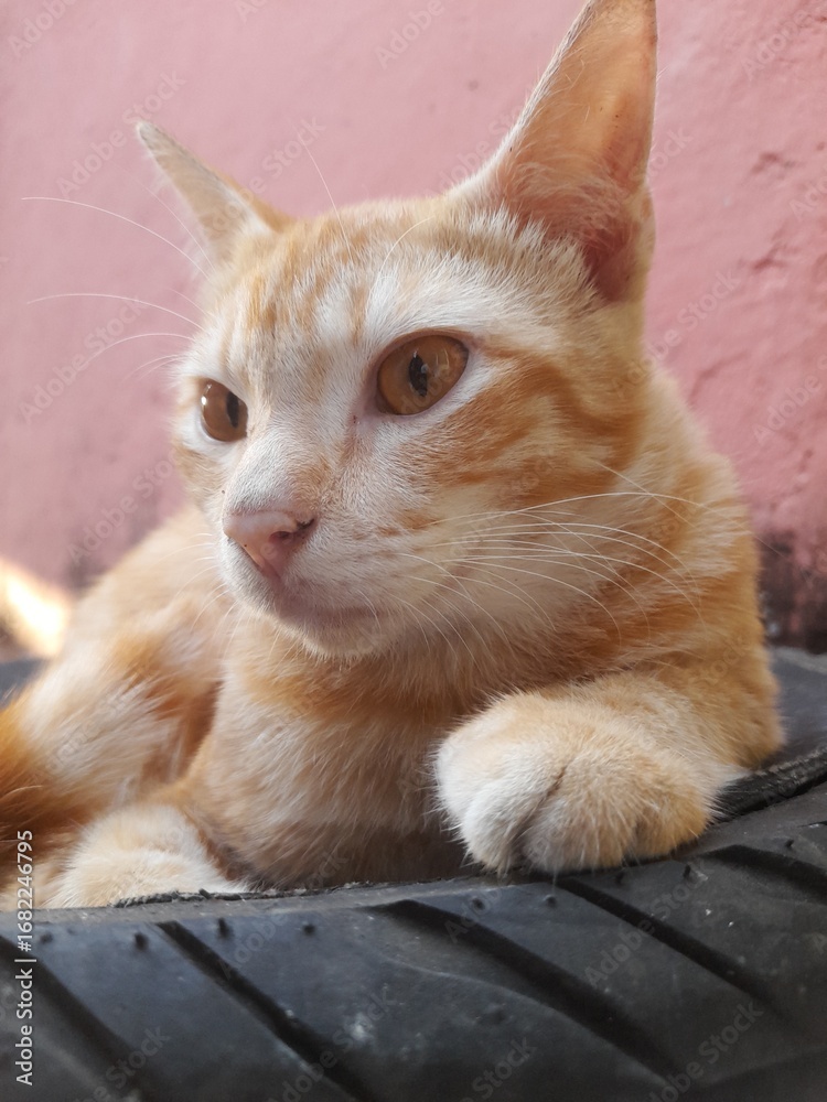 Fototapeta premium cat on the floor