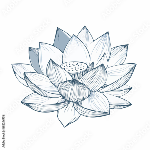 Elegant Lotus Flower Illustration A Delicate Botanical Drawing