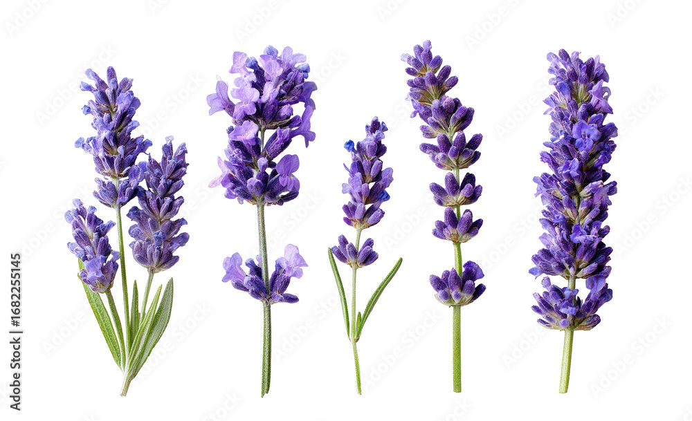 Obraz premium Five sprigs of vibrant purple lavender, isolated against a black background. Each stem displays a cluster of delicate, deep purple blossoms, with hints of green foliage. 