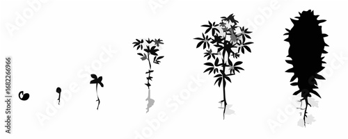 Cannabis growth stages. Marij...