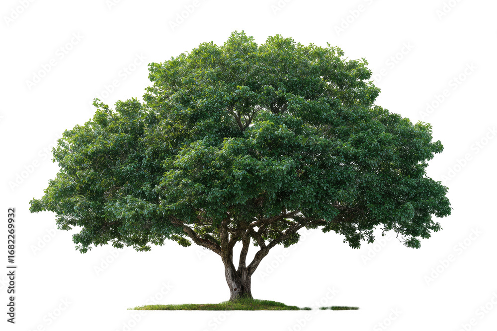 Obraz premium Lush green tree against a black background. Full, mature foliage. Thick, substantial trunk. Isolated, natural image
