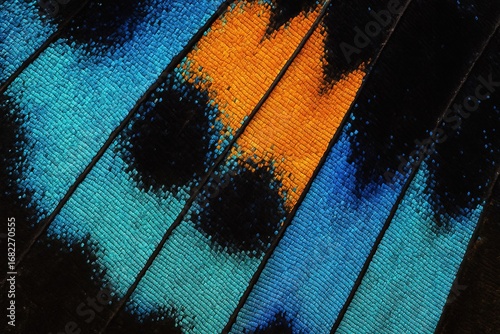 Detailed macro of butterfly wing showing vivid blue and orange colors with black accents. Perfect for entomology, nature, or abstract artistic backgrounds.