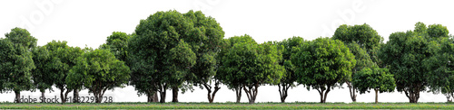 Lush green trees line a grassy field