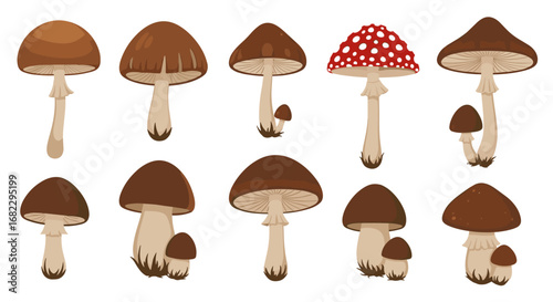 A collection of various wild fungi featuring different cap shapes and sizes with gills underneath and thick stems
