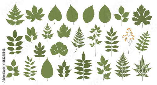 Collection of various green leaf shapes and fern fronds isolated on white background perfect for botanical illustrations