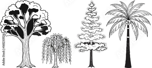 Stunning collection of diverse trees including a leafy deciduous, weeping willow, evergreen pine, and tropical palm, perfect for educational or design projects