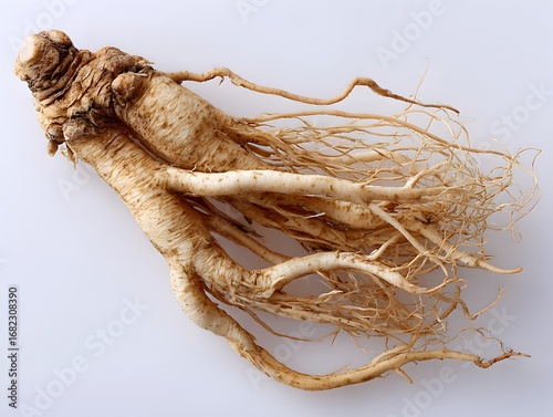 An unearthed ginseng root with multiple rootlets is displayed against a bright white studio background today.