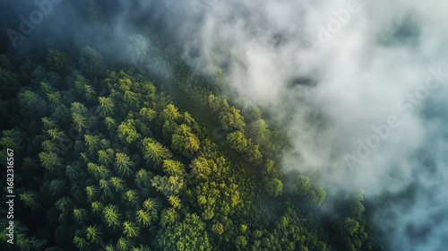 Forest. Green trees in the forest in summer