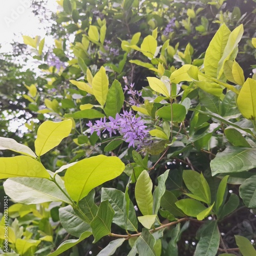 Beautiful Purple Blossoms Blooming Among Fresh Green Leaves in Tropical Garden