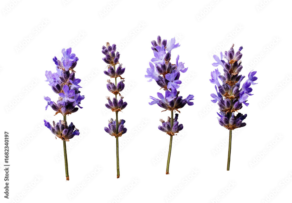 Obraz premium Close-up of five lavender sprigs against a black background. Each sprig shows detailed flower clusters and stems. Deep purple hues dominate