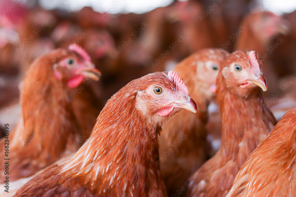 Fototapeta premium Close up of brown chicken in chicken farm
