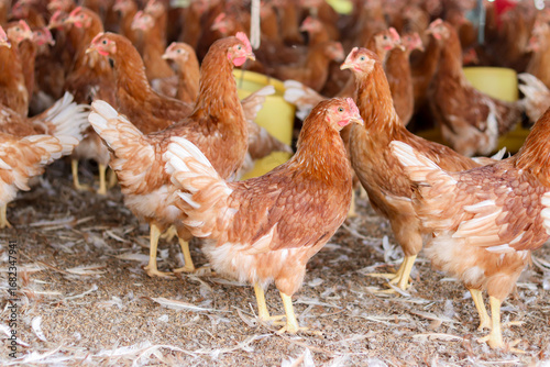 A lot of brown chicken in chicken farm
