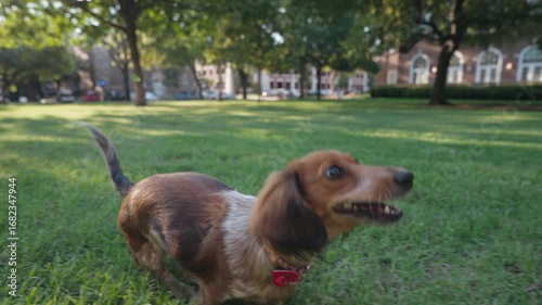 Cute Dachshund Running In Grass 