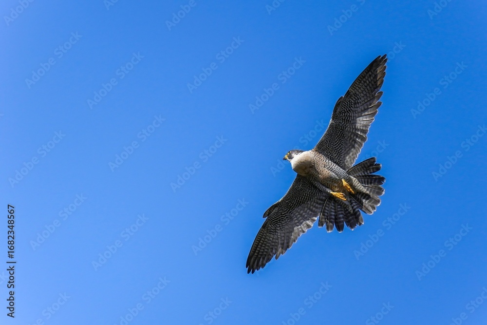 Fototapeta premium 青空バックに頭上を悠然と飛ぶハヤブサ成鳥