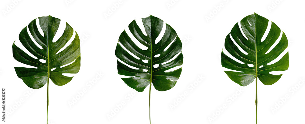 Naklejka premium Three deep green, ornate monstera leaves against a black background