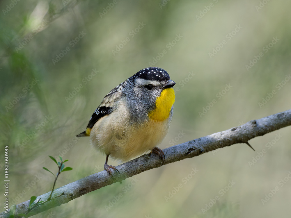 Fototapeta premium Spotted Pardalote (Pardalotus punctatus) perched on a branch in woodlands with green bokeh background at Maitland New South Wales Australia