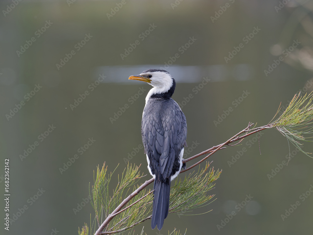 Fototapeta premium Little Pied Cormorant, Little Shag or Kawaupaka (Microcarbo melanoleucos) perched on a Allocasuarina or she-oak tree.