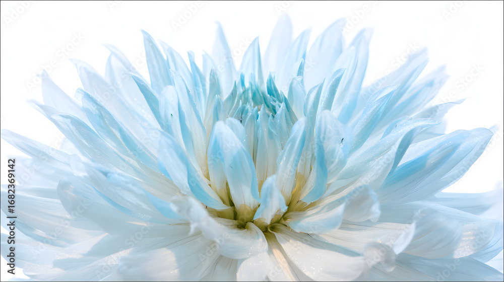 Obraz premium A vibrant light blue dahlia in full bloom, showcasing natural beauty with soft backlighting.