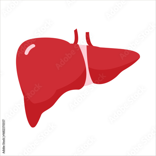 Human Liver Anatomy Vector
