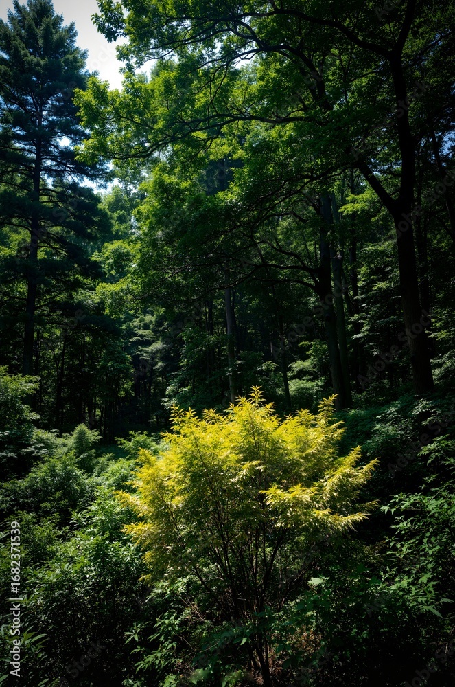 Obraz premium green forest in the morning