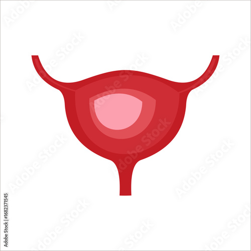 Empty and full urinary bladder, human bladder anatomy. Vector illustration.