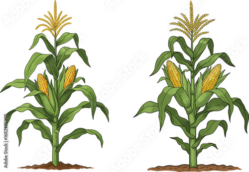 Corn plant illustration with green leaves and yellow ears, agricultural crop growing in soil, farming botanical drawing for organic food design