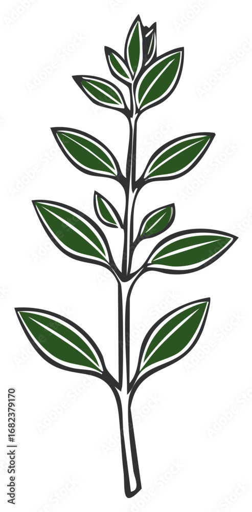 Fototapeta premium Artistic Oregano Sprig Illustration Green Leaves Outlined Black Simple Herb