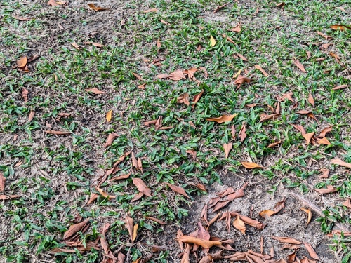 Canvas Print Top-down view of a lawn with patchy green grass and dry brown leaves scattered a