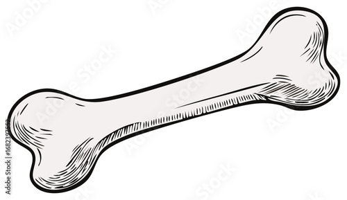 Illustrative Sketch of a Single Bone with Engraved Shading and Black Outline