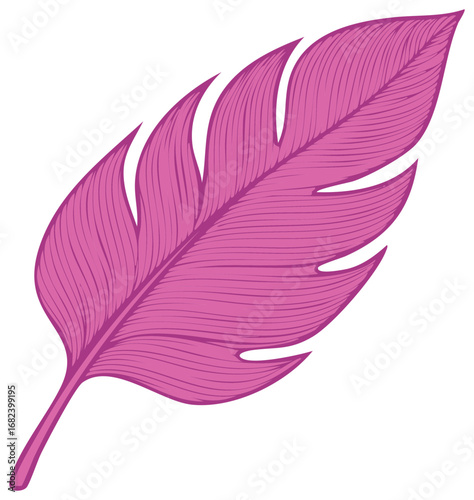 Decorative pink feather with detailed lines, isolated on a white background for design