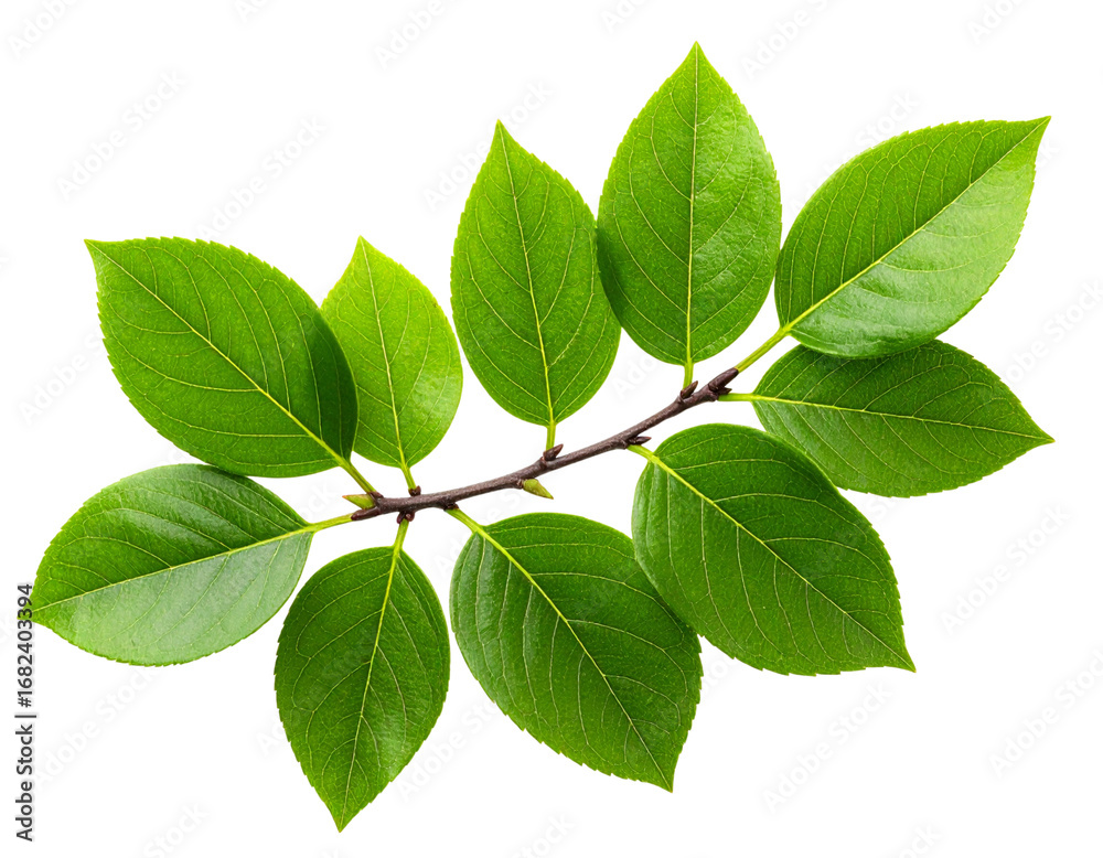 Fototapeta premium Cluster of Small Green Leaves on Twig, Minimalist Botanical Style, Top-Down View, isolated on transparent background PNG