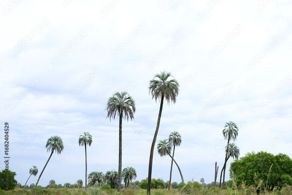 Obraz premium Tropical landscape, El Palmar National Park, in Entre Rios, Argentina, a protected area where the endemic Butia yatay palm tree is found. Concepts: ecotourism, protection of flora native species.