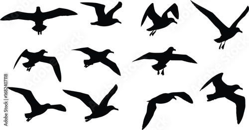 Flying bird silhouettes collection, seagull, pigeon, dove, crow, black vector illustration, freedom, wildlife, sky, migration, wings spread, nature