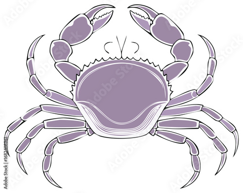 Purple Crab Illustration with Large Claws Facing Forward