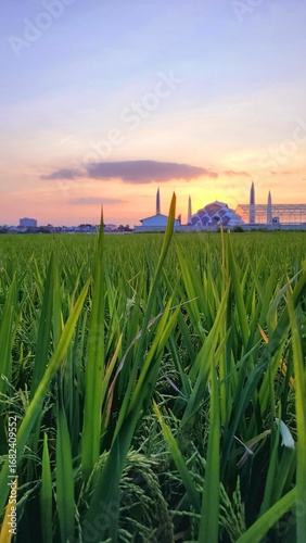 rice field at sunset