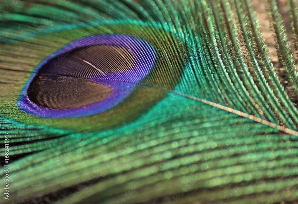 Fototapeta premium Peacock feather closeup. Selective focus. Feather background.