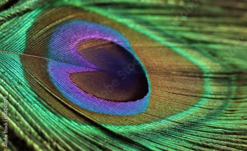 Peacock feather closeup. Selective focus. Feather background.
