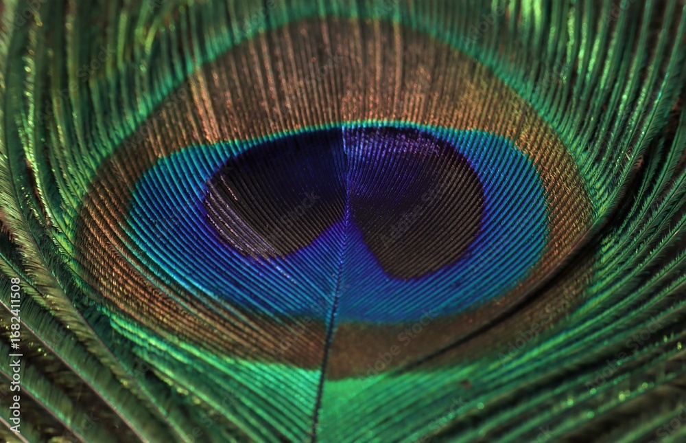Naklejka premium Peacock feather closeup. Selective focus. Feather background.