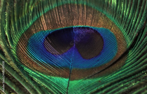 Peacock feather closeup. Selective focus. Feather background.