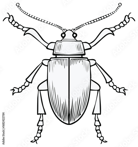 Detailed vintage engraving style illustration of an isolated beetle insect.