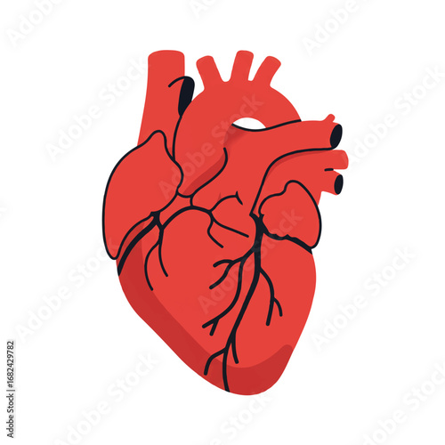 An anatomical 2D flat vector illustration of an intricate human heart, simplified with clean lines and solid colors, isolated on a pure white background.