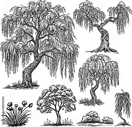 Willow tree collection with long hanging branches detailed illustration of weeping willow tree set for landscape design botanical art oriental garden and nature decoration