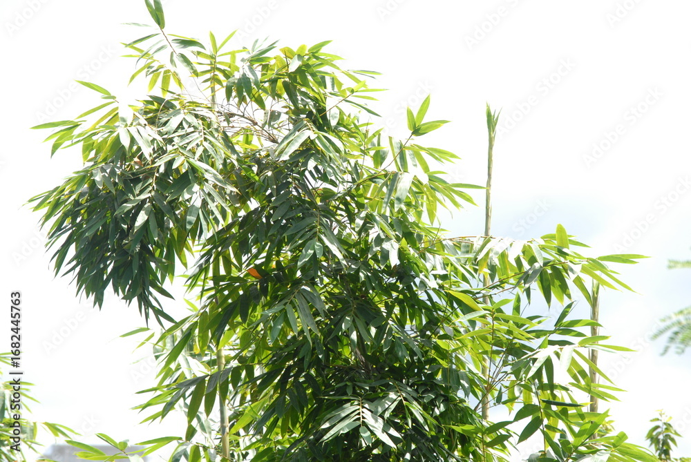 Obraz premium Handcrafted key holders made from bamboo