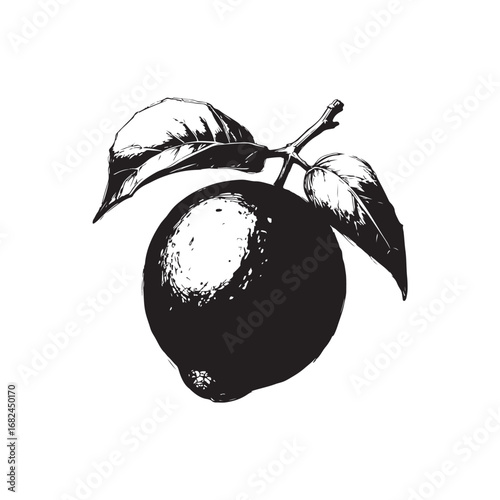 Passion Fruit Vector (1).eps