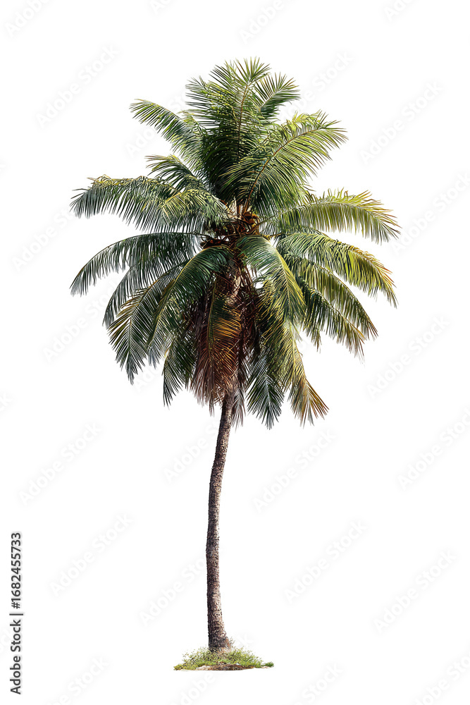 Obraz premium Isolated palm tree, vibrant green fronds, tall, slender trunk, tropical, nature