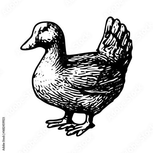 Vintage Engraving of Duckling Farm Animal, Detailed Poultry Drawing