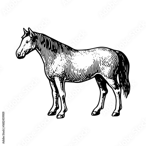 Vintage Engraving of Horse Farm Animal, Detailed Livestock Drawing