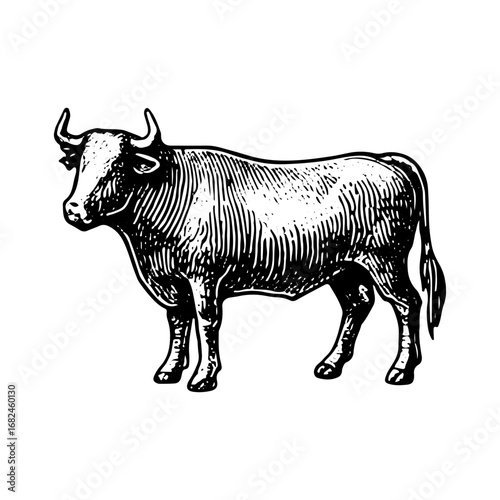 Vintage Engraving of Bull Farm Animal, Detailed Livestock Drawing
