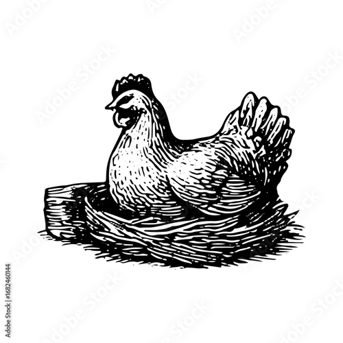 Vintage Engraving of Chicken Farm Animal, Detailed Poultry Drawing