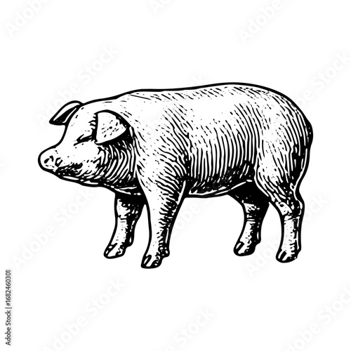 Vintage Engraving of Pig Farm Animal, Detailed Livestock Drawing